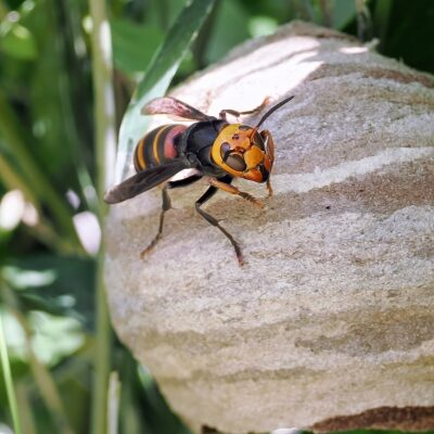 スズメバチと巣
