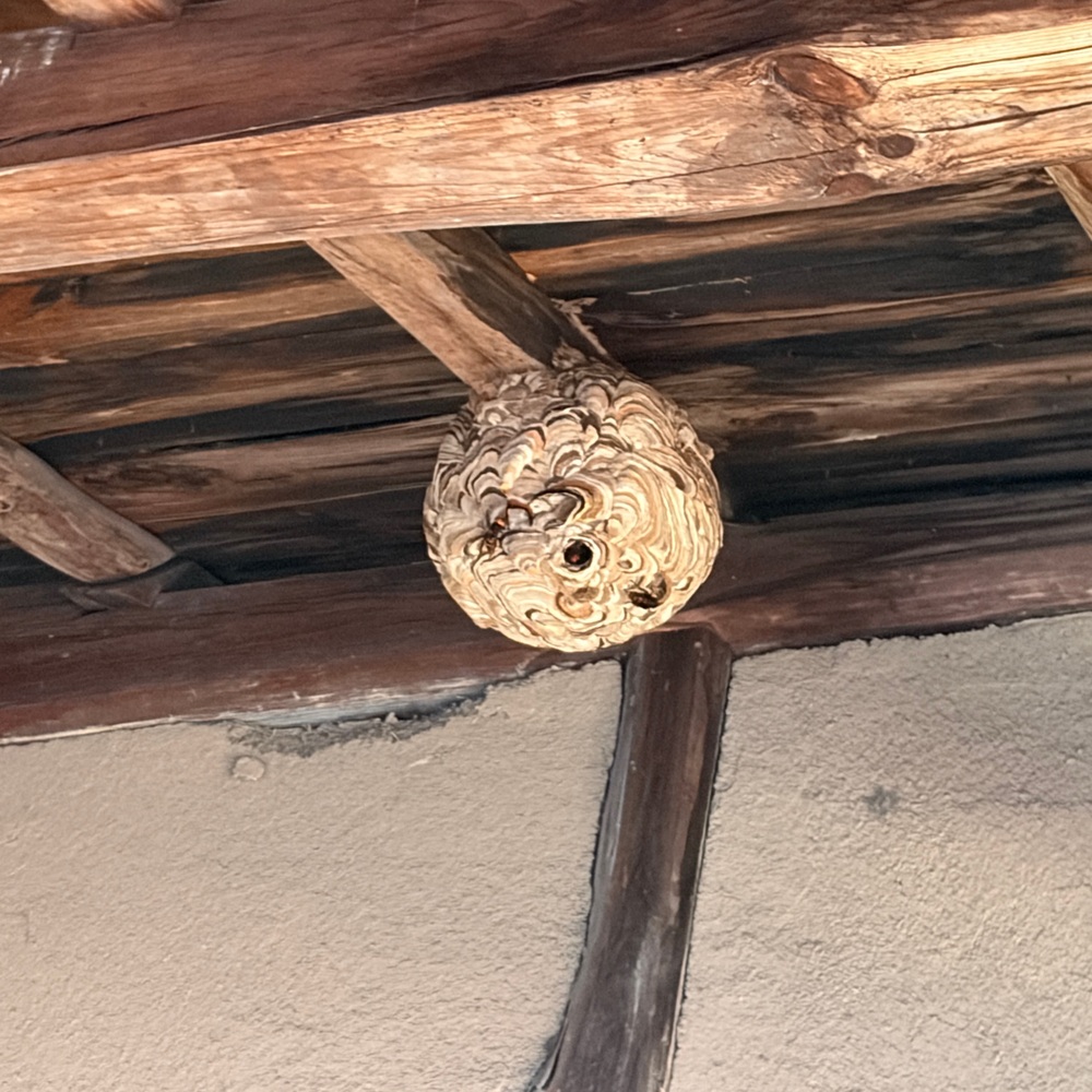 小屋の軒下にできた蜂の巣